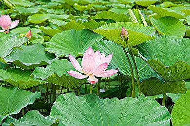 《幻灵降世录 ：女巫的面纱》更新 推出全新试炼模式